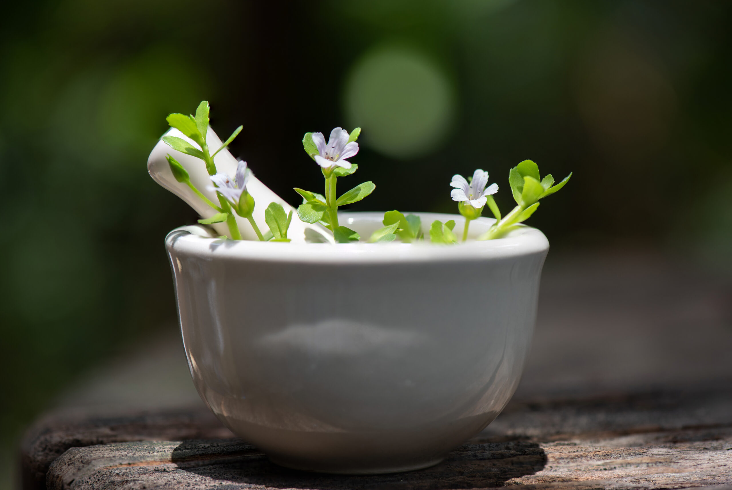 Representação da planta de Bacopa Monnieri