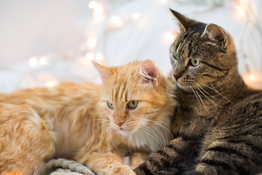 A Ascensão Felina: Novas Oportunidades no Mercado de Suplementação para Gatos